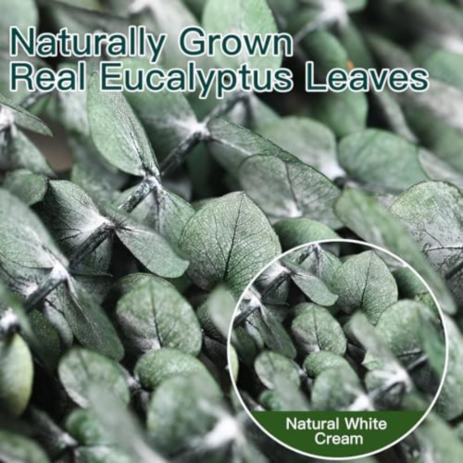 กิ่งยูคาลิปตัสแห้งสำหรับอาบน้ำ - Home Fragrance Eucalyptus บทวิจารณ์และราคา